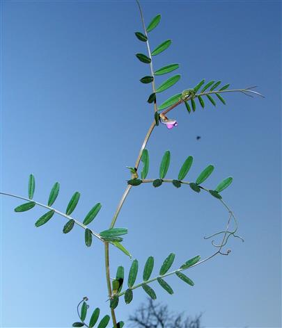 Vicia sativa